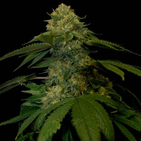 DNA Genetics - Holy Grail Kush